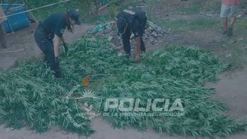 Durante el allanamiento, la policía secuestró 27 plantas de marihuana. Durante el allanamiento, la policía secuestró 27 plantas de marihuana.