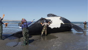 misterio en la costa de puerto piramides: ya son diez las ballenas muertas misterio en la costa de puerto piramides: ya son diez las ballenas muertas