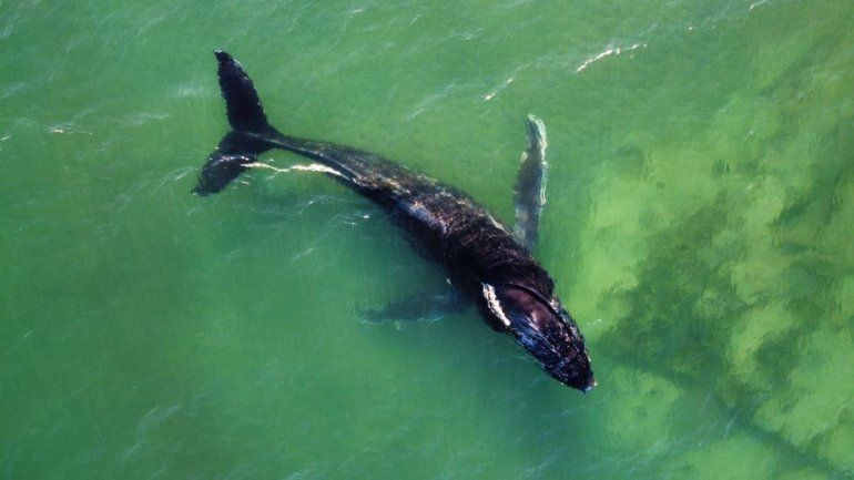 El ejemplar de ballena jorobada observado en la costa rionegrina. Foto gentileza Nicolás Cetra.&nbsp;