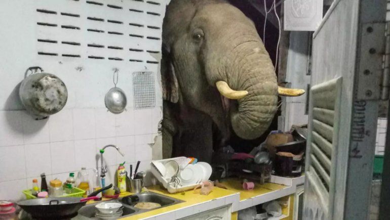 Viral: elefante tumba la pared de la cocina por el olor a comida.