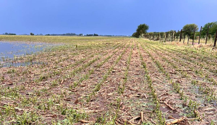 Da&ntilde;os severos en lotes agr&iacute;colas: el vandalismo rural genera p&eacute;rdidas millonarias y des&aacute;nimo en el sector.
