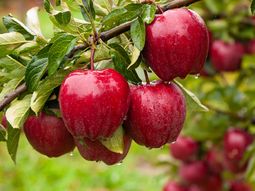 La manzana red Delicious deberá esperar para ser cosecha en el Valle de Río Negro y Neuquén. La manzana red Delicious deberá esperar para ser cosecha en el Valle de Río Negro y Neuquén.