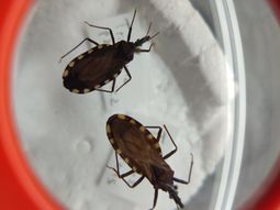 Con el calor, alertan los especialistas, las vinchucas empiezan a acercarse a las casas. Con el calor, alertan los especialistas, las vinchucas empiezan a acercarse a las casas.