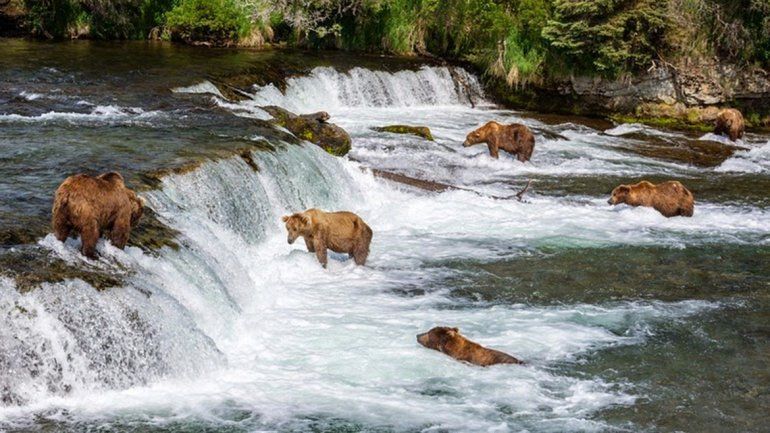 Mirá en vivo a los osos pescando salmones en Alaska
