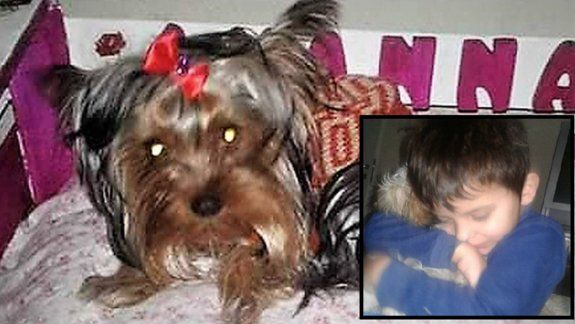 Ofrecían $50 mil para recuperar a su perrita