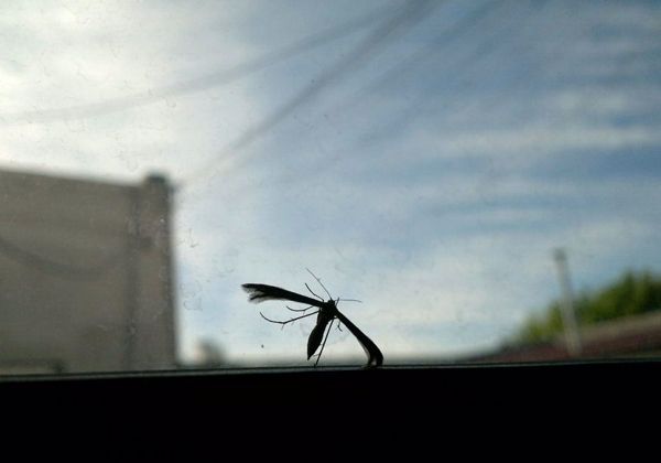 A comprar repelente: invasión de súper mosquitos