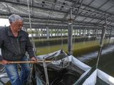 La granja de peces con energía solar más grande del mundo
