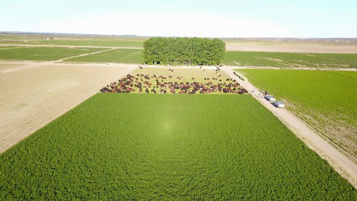 Tecnología, planificación y genética: los pilares de un modelo productivo en expansión. Tecnología, planificación y genética: los pilares de un modelo productivo en expansión.