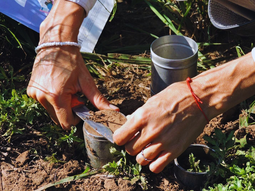 las raices, clave para la restauracion del carbono del suelo las raices, clave para la restauracion del carbono del suelo