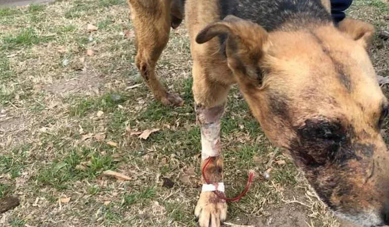 La Pampa: perrita atacada por una pitbull en Realicó. La Pampa: perrita atacada por una pitbull en Realicó.