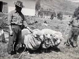Para Abel, producir lana es honrar la memoria de su padre y sus abuelos. Para Abel, producir lana es honrar la memoria de su padre y sus abuelos.