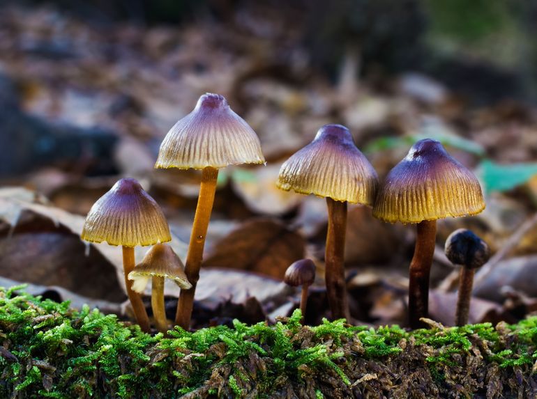Los hongos alucinógenos pueden hacer que las personas experimenten imágenes y sonidos distorsionados y pierdan el sentido del tiempo y el espacio. Foto ilustrativa