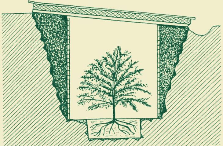 Ilustración de la época que muestra un cítrico enano dentro de una trinchera. Con este esquema. la ex URSS llegó a producir miles de toneladas de cítricos en regiones donde el suelo se congelaba durante meses.