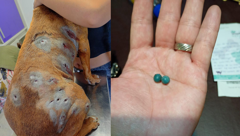 Las lesiones que tiene la perra pitbull y las postas de goma que recibió por parte de la Policía