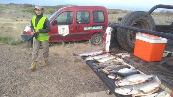 secuestran mas de 50 piezas de truchas en el chocon secuestran mas de 50 piezas de truchas en el chocon