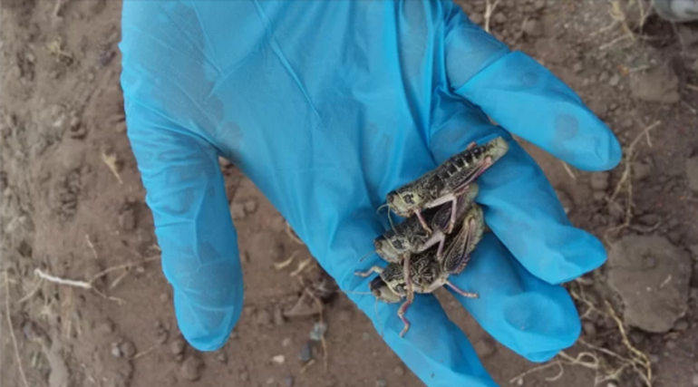 El "bicho caníbal" puede llegar a medir 5 centímetros. El "bicho caníbal" puede llegar a medir 5 centímetros.