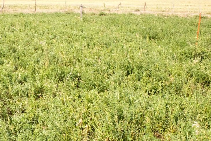 El INTA difundió una serie de recomendaciones para el manejo. Foto: INTA El INTA difundió una serie de recomendaciones para el manejo. Foto: INTA