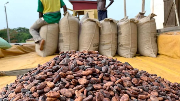 El precio internacional del cacao tiene su precio más elevado en los últimos 47 años. El precio internacional del cacao tiene su precio más elevado en los últimos 47 años.