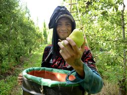El amor por la producción, el sacrificio y el compromiso de los trabajadores golondrina hacen posible la cosecha. El amor por la producción, el sacrificio y el compromiso de los trabajadores golondrina hacen posible la cosecha.