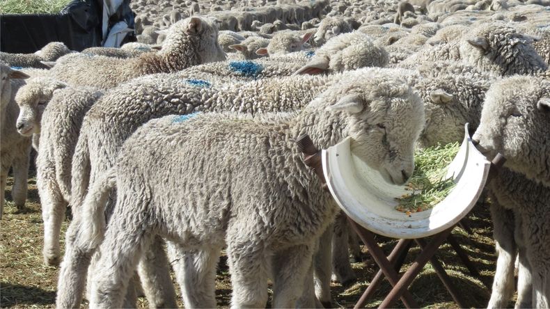 El crecimiento del cordero uruguayo revela decisiones estratégicas que Argentina no tomó en décadas. | LM Neuquen El crecimiento del cordero uruguayo revela decisiones estratégicas que Argentina no tomó en décadas.