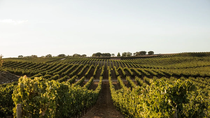 Cómo clasificar los vinos