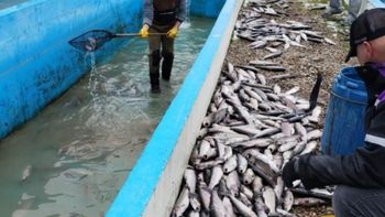 Investigan los motivos de la muerte de 3.500 truchas en un criadero de Santa Cruz. Investigan los motivos de la muerte de 3.500 truchas en un criadero de Santa Cruz.