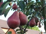 Productores y exportadores prevén un salto comercial en la pera Piqa.