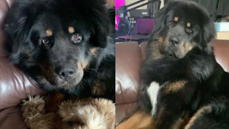 El video de YouTube no deja de sumar reacciones