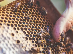 La importancia de la apicultura trasciende lo económico en Río Negro. Foto: gobierno de Río Negro. La importancia de la apicultura trasciende lo económico en Río Negro. Foto: gobierno de Río Negro.