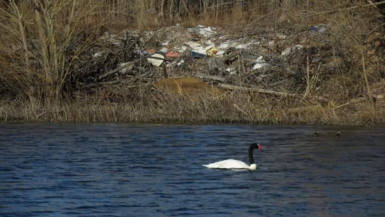La pareja del cisne muerto permanece en el río. La pareja del cisne muerto permanece en el río.