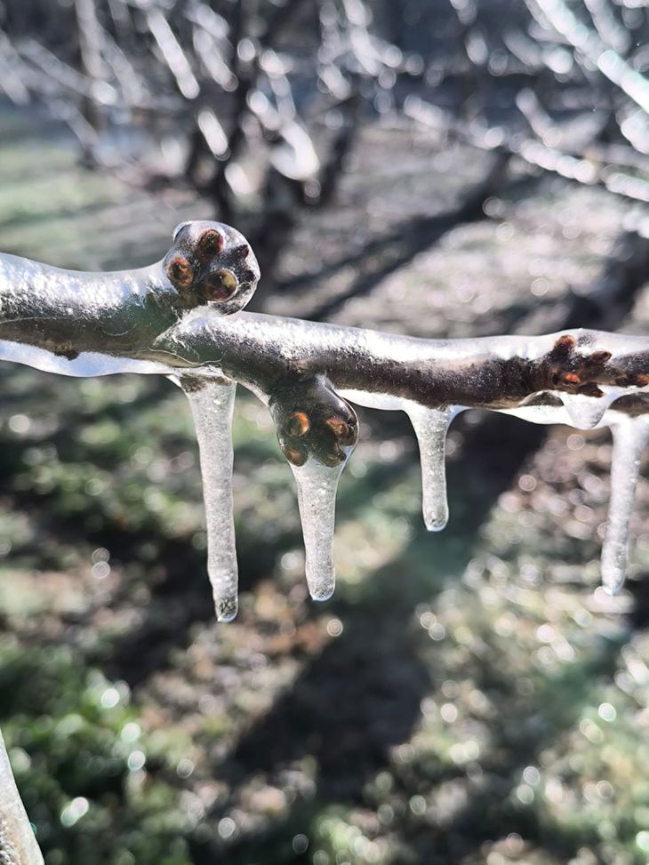 Las temperaturas en algunos sectores de San Patricio del Chañar perforaron los -5°C en la madrugada de hoy. Las temperaturas en algunos sectores de San Patricio del Chañar perforaron los -5°C en la madrugada de hoy.