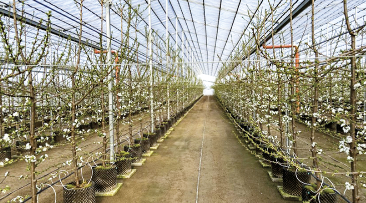 Las macetas con las plantas de cerezas...cubiertas bajo la mejor tecnología. Las macetas con las plantas de cerezas...cubiertas bajo la mejor tecnología.