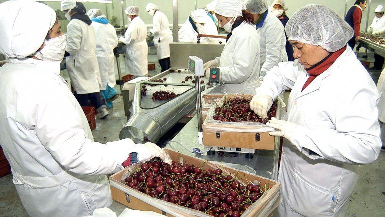 Neuquén exportó más de 900 toneladas de cerezas