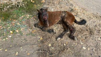 Animal maltratado 01.jpg