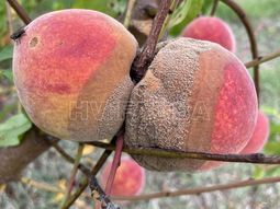 En la región del Valle se debe prevenir y controlar la infección por Monilia spp. En la región del Valle se debe prevenir y controlar la infección por Monilia spp.