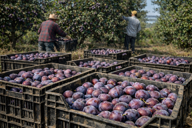 La cosecha ser&aacute; menor a la prevista luego de las tormentas que afectaron principalmente al oasis Sur.