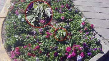 una planta de marihuana en una plaza causo revuelo en rafaela