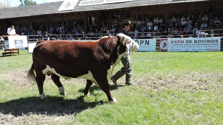 Exitoso cierre de la Cuarta Exposición de Bovinos de Neuquén