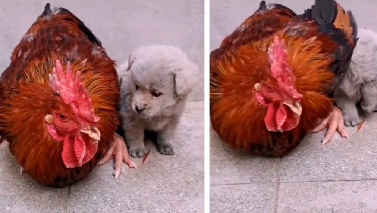 Viral en TikTok: una gallina da refugio a un perrito entre sus alas