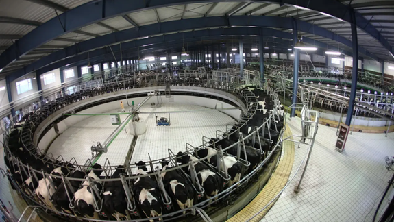 China: conocé la granja de leche más grande del mundo