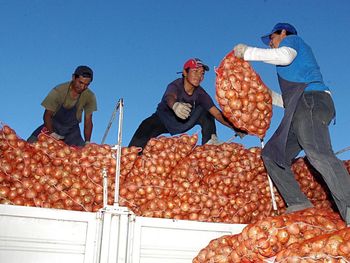 La campaña 2025/26 atraviesa un escenario incierto: sobreoferta, expectativas moderadas y un único mercado que puede definir todo. La campaña 2025/26 atraviesa un escenario incierto: sobreoferta, expectativas moderadas y un único mercado que puede definir todo.