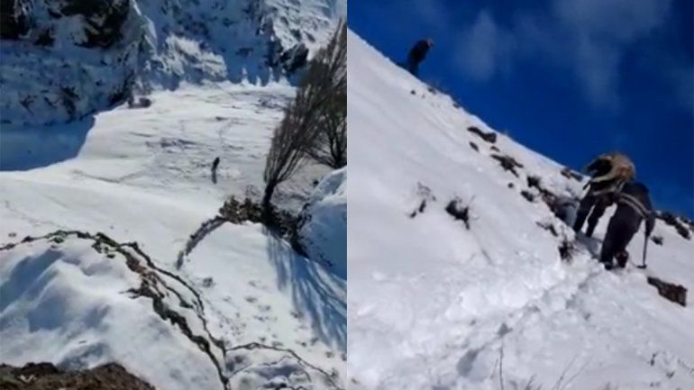 Río Negro: rescataron a 25 chivas atrapadas en la nieve