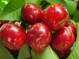 Los daños sobre cerezas han sido importantes. Los daños sobre cerezas han sido importantes.