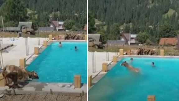 Viral: vaca decidió refrescarse en la pileta y asustó a los presentes.