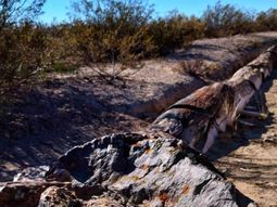 El bosque petrificado es uno de los tesoros naturales de Río Negro. El bosque petrificado es uno de los tesoros naturales de Río Negro.
