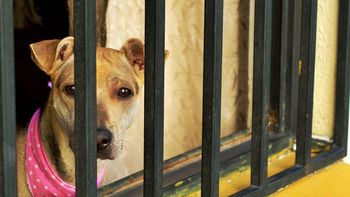 espeluznante: hallan refugio donde habia animales muertos y en estado de putrefaccion espeluznante: hallan refugio donde habia animales muertos y en estado de putrefaccion