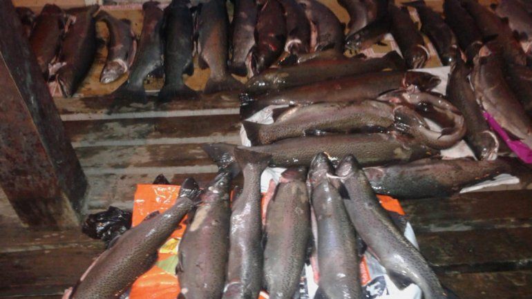 Pesca ilegal: escapaban en un taxi con 40 truchas robadas