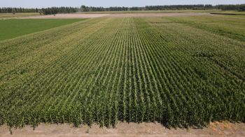 El funcionario vinculó el futuro productivo de la Patagonia con el desarrollo del riego, la llegada de capitales y una mayor apertura económica para el sector agropecuario. | LM Neuquen El funcionario vinculó el futuro productivo de la Patagonia con el desarrollo del riego, la llegada de capitales y una mayor apertura económica para el sector agropecuario.