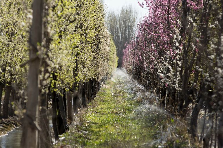 La helada tardía quemó la fruta en más de 1000 chacras del Alto Valle