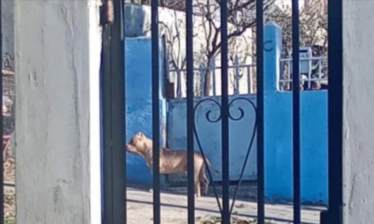 Uno de los pitbulls, suelto en la vereda de una cuadra donde los vecinos dicen que vivían atormentados por la irresponsabilidad de su dueño. Uno de los pitbulls, suelto en la vereda de una cuadra donde los vecinos dicen que vivían atormentados por la irresponsabilidad de su dueño. 